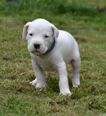 Les chiots de Dogo Argentino