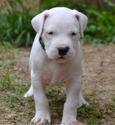 Les chiots de Dogo Argentino