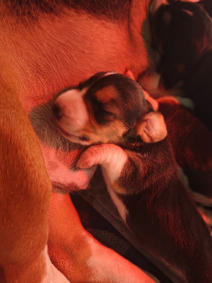 Les chiots de Basset Artesien Normand