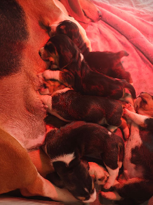 Les chiots de Basset Artesien Normand