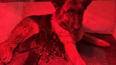 Les chiots de Berger Allemand