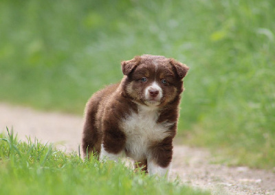 Les chiots de Berger Américain Miniature