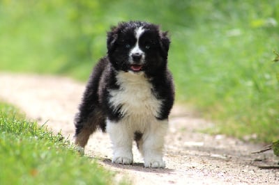 Les chiots de Berger Américain Miniature 