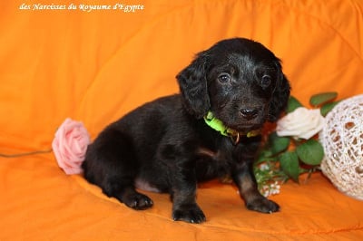Les chiots de Teckel poil long
