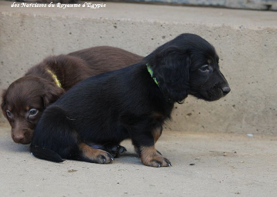 Les chiots de Teckel poil long