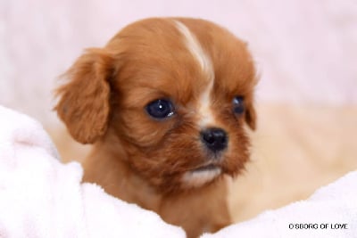 Les chiots de Cavalier King Charles Spaniel