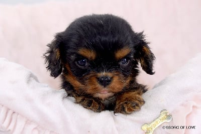 Les chiots de Cavalier King Charles Spaniel