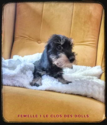 Les chiots de Teckel poil dur