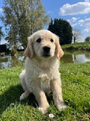Les chiots de Golden Retriever