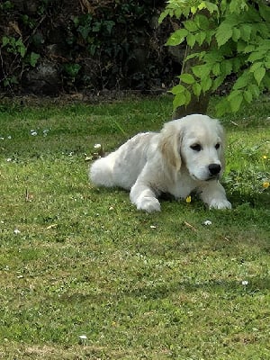 Les chiots de Golden Retriever