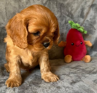 Les chiots de Cavalier King Charles Spaniel