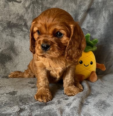 Les chiots de Cavalier King Charles Spaniel