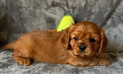 Cavalier King Charles Spaniel