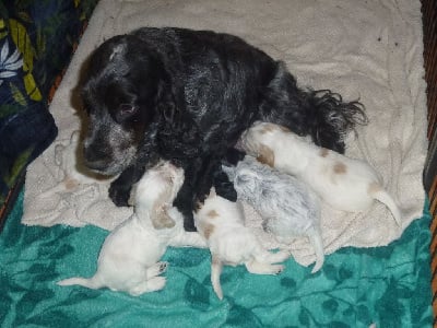 Les chiots de Cocker Spaniel Anglais
