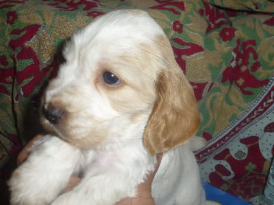 Les chiots de Cocker Spaniel Anglais