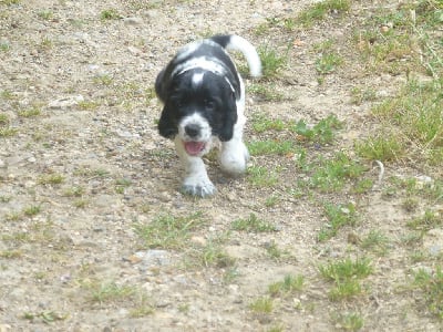 Les chiots de Cocker Spaniel Anglais