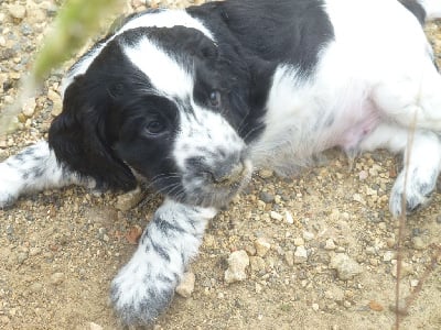Les chiots de Cocker Spaniel Anglais