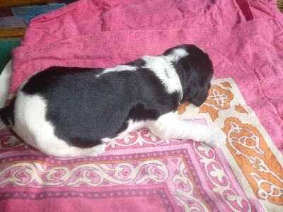 Les chiots de Cocker Spaniel Anglais