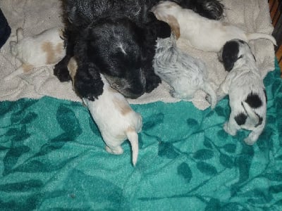 Les chiots de Cocker Spaniel Anglais