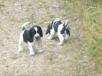 Les chiots de Cocker Spaniel Anglais