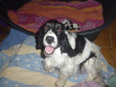 Les chiots de Cocker Spaniel Anglais