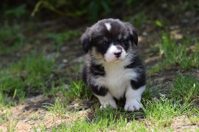 Les chiots de Welsh Corgi Pembroke