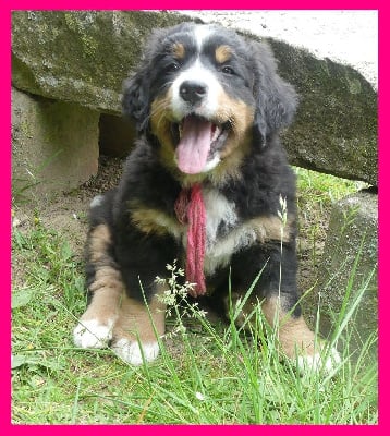 Les chiots de Bouvier Bernois