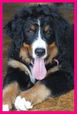 Les chiots de Bouvier Bernois