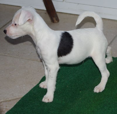 ubbe - Parson Russell Terrier