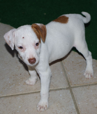 ulahop - Parson Russell Terrier