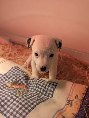 CHIOT 1 - Jack Russell Terrier