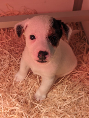 CHIOT 7 - Jack Russell Terrier