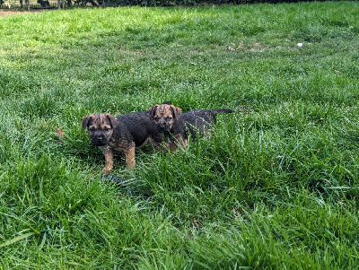 CHIOT 3 - Border Terrier