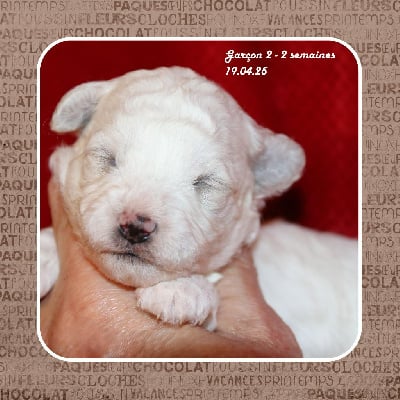 Les chiots de Bichon Frise