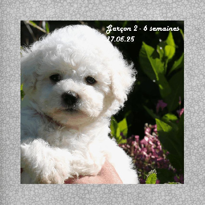 Les chiots de Bichon Frise