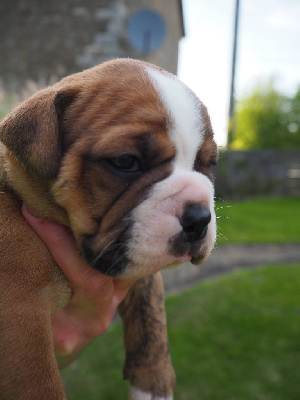 Les chiots de Bulldog continental