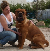 Étalon Dogue de Bordeaux - Legendarivs Canis Gage