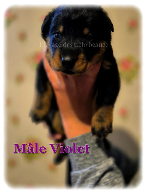 Les chiots de Berger de Beauce