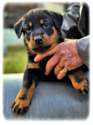 Les chiots de Berger de Beauce