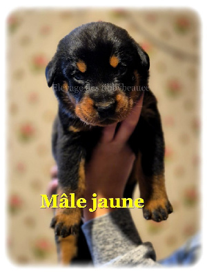 Les chiots de Berger de Beauce