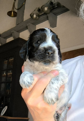 Les chiots de Cocker Spaniel Anglais