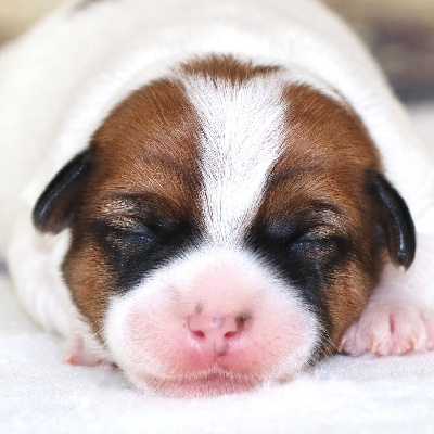 RFR Vanilla Sky - Jack Russell Terrier