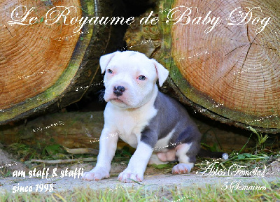 Les chiots de American Staffordshire Terrier