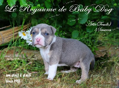 Les chiots de American Staffordshire Terrier