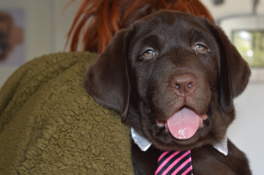 CHIOT 2 - Labrador Retriever