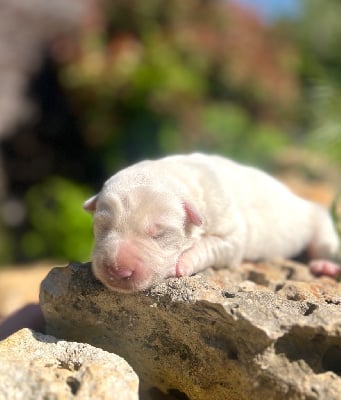 Les chiots de Berger Blanc Suisse
