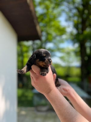 Les chiots de Rottweiler