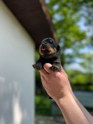 Les chiots de Rottweiler