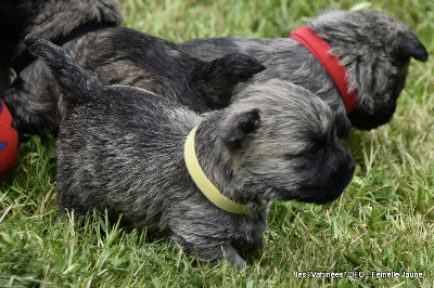 Les chiots de Cairn Terrier