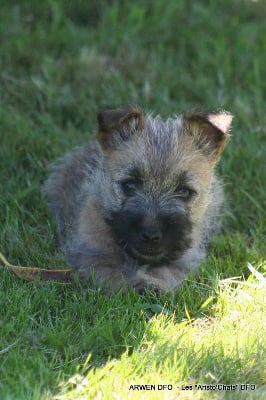 Les chiots de Cairn Terrier